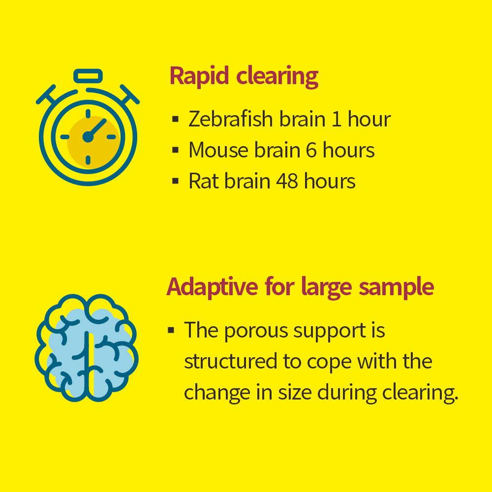 Binaree Tissue Clearing Rapid Solution Brain