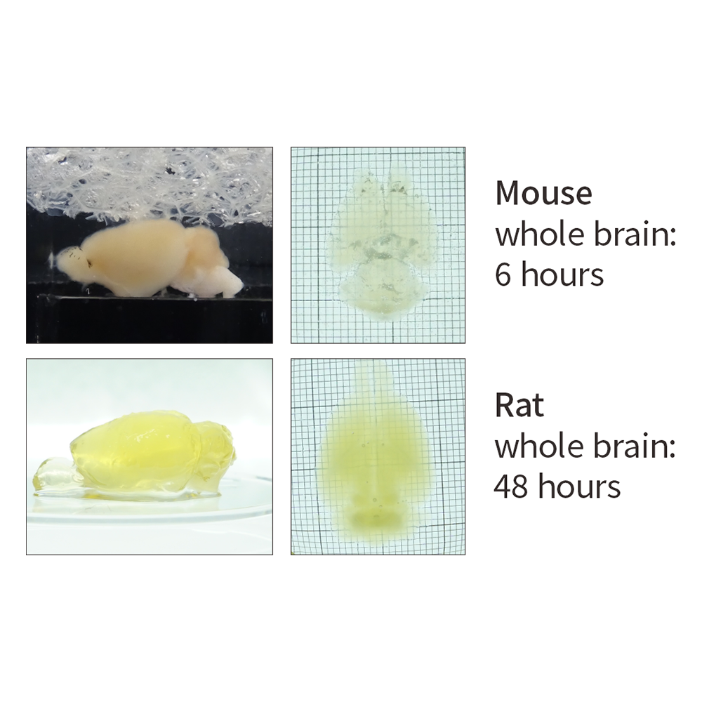 Binaree Tissue Clearing Rapid System